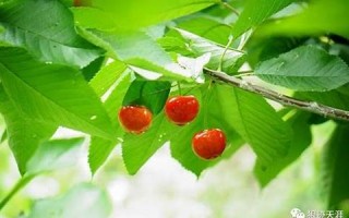 四月十二(四月十二日是什么日子)